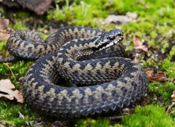 Snakes in Norway: What Travellers Need To Know